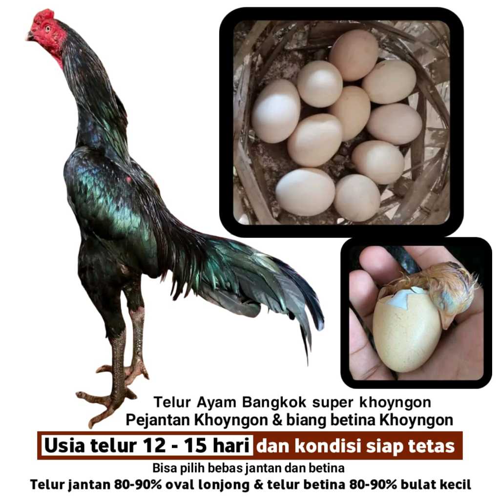 ayam bangkok khoyngon super telur pakhoy brutal