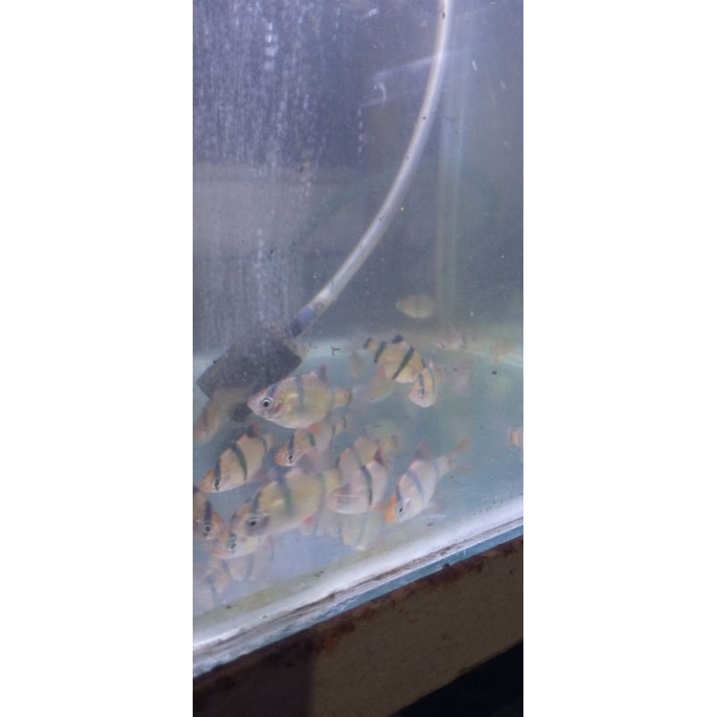 Hiasan aquarium Tiger Sumatra glowfish paket 10ekor