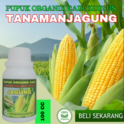 Pupuk Jagung / Pupuk Jagung yang bagus / Pupuk Jagung Masa Pertumbuhan / Pupuk Jagung Pembesar Buah.