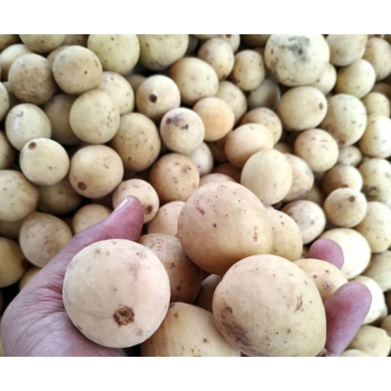 Buah Dukuh manis