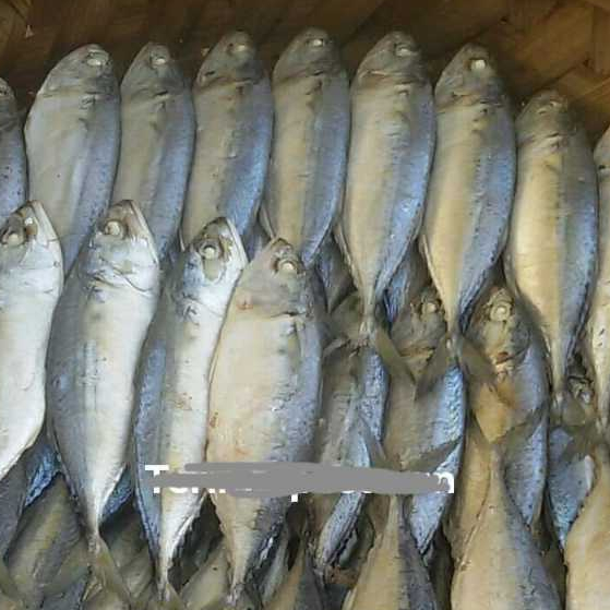 

Ikan Gembung Rebus Kecil