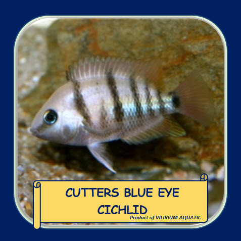 IKAN HIAS AIR TAWAR - CUTTER CICHLID / CUTTERS BLUE EYE CICHLID