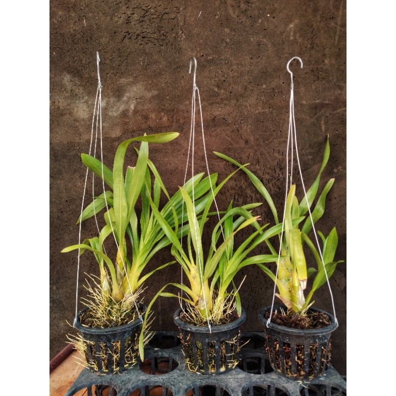 Anggrek Grammatophyllum | Grammatophyllum Singo Edan | Scriptum x Speciosum | Anggrek Dewasa | Anggr