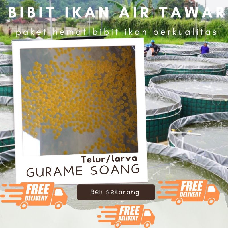 TELUR GURAME SOANG PAKET 600 TELUR GURAME SOANG MURAH LARVA BIBIT GURAME SOANG BERKUALITAS