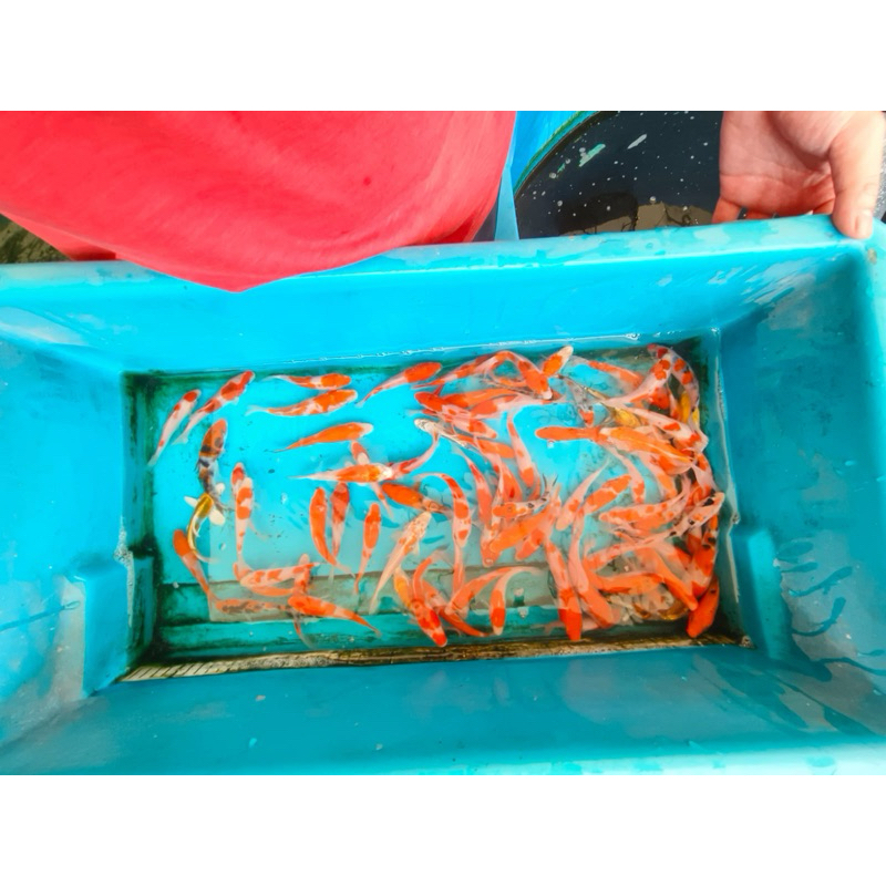 ikan koi bibit 9-10cm blitar