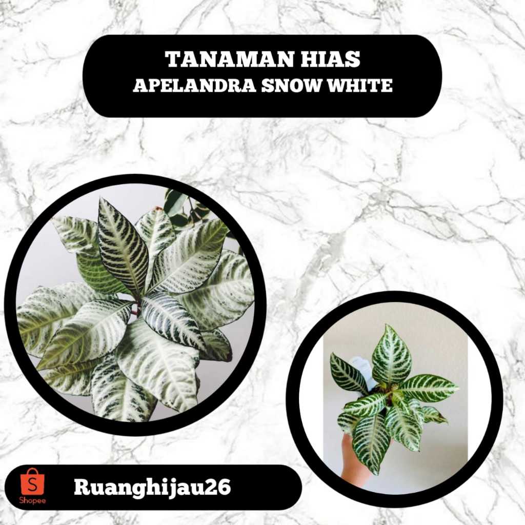 Tanaman Hias Apelandra Snow White - Apelandra Zebra