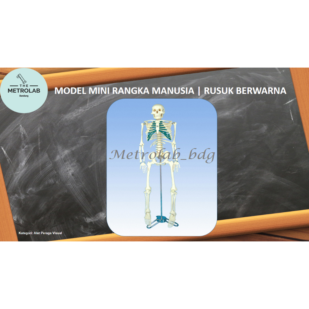 Model Mini Rangka Manusia | Rusuk Berwarna
