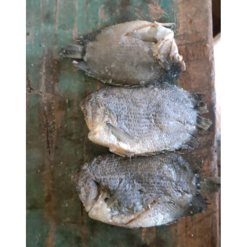 

ikan sapil/tembakang besar