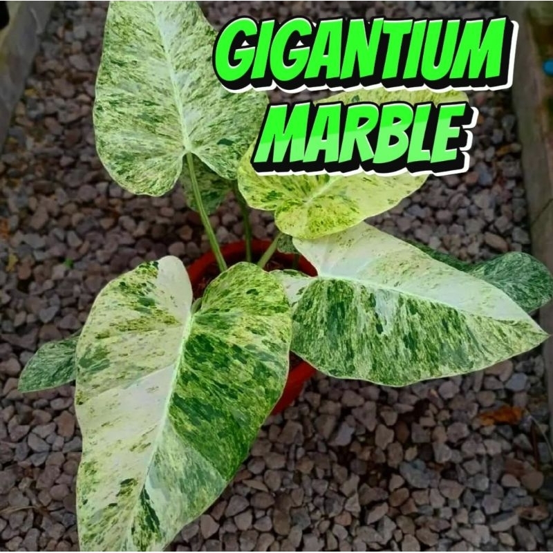 marble gigantium