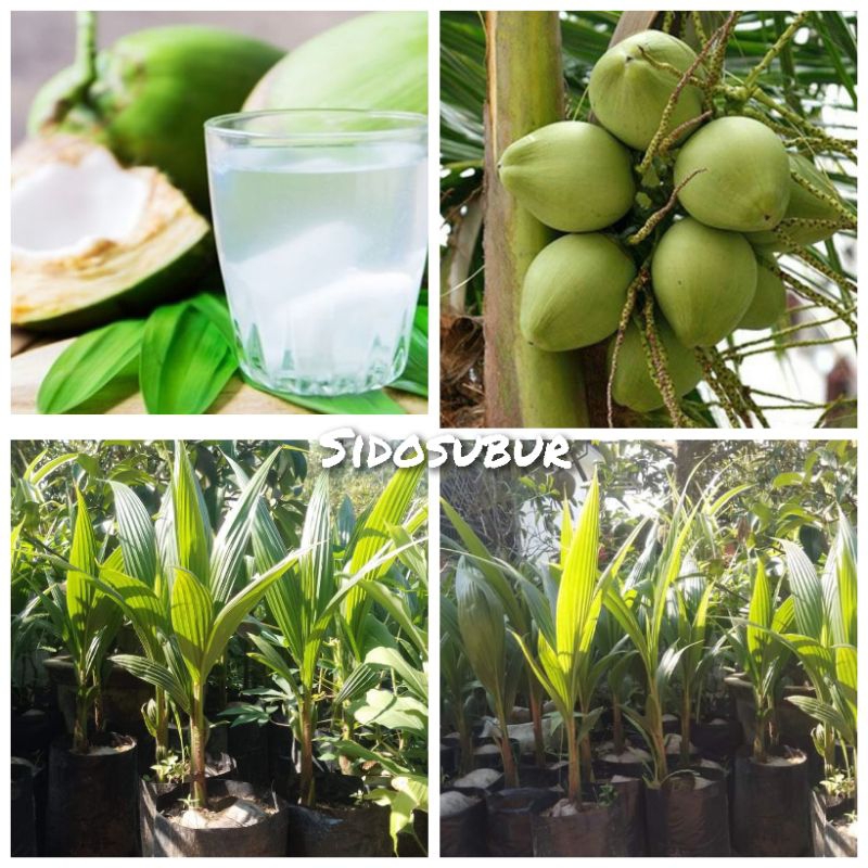 BIBIT KELAPA PANDAN WANGI ASLI