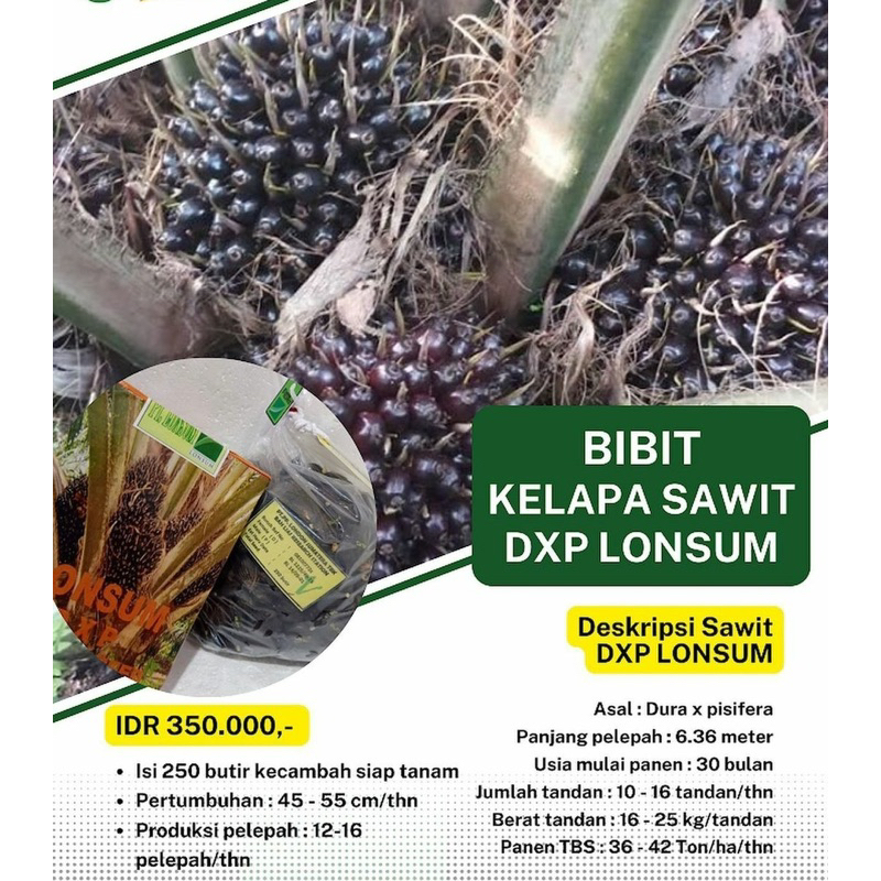 benih sawit DxP lonsum