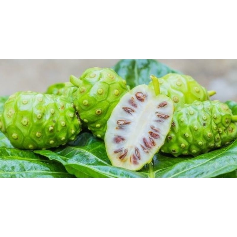 

Buah mengkudu/pace segar 15 pcs