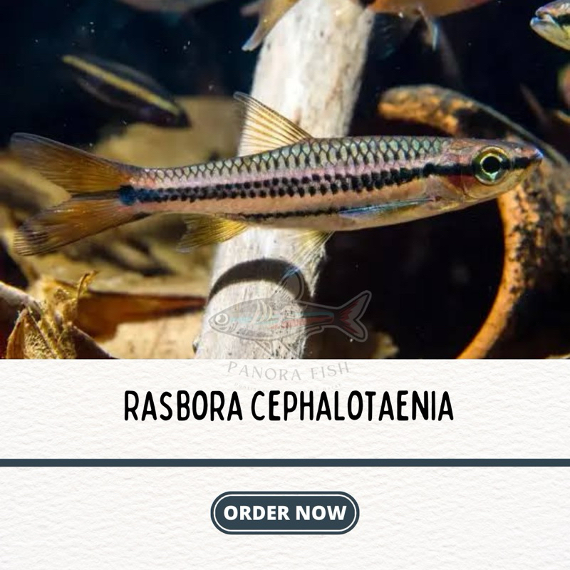 perlengkapan aquarium rasbora cephalotaenia