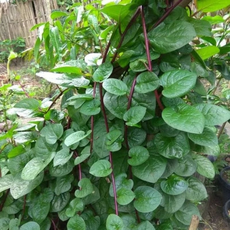 

Golden Herbal Daun Binahong 5 Lembar