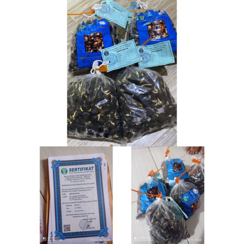 KECAMBAH SAWIT DXP PPKS SIMALUNGUN