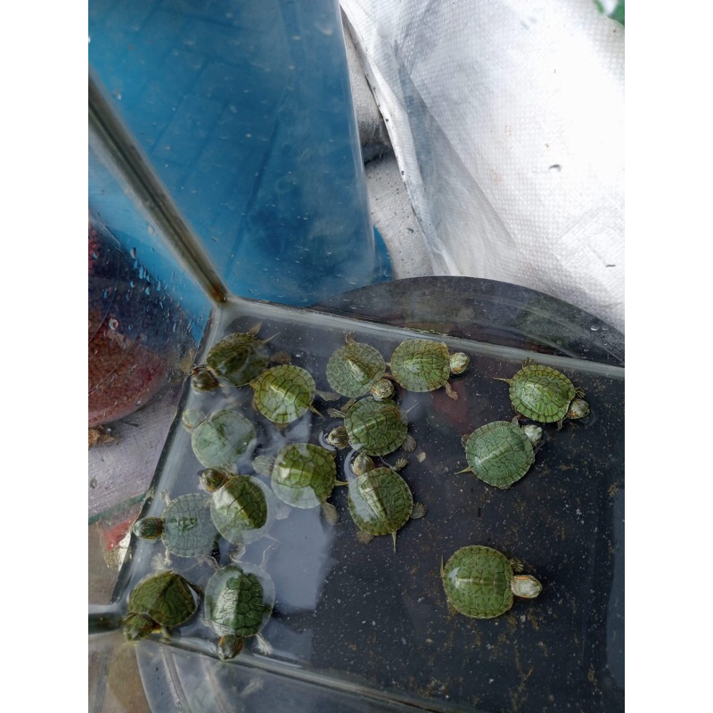 KURA-KURA BABY BRAZIL