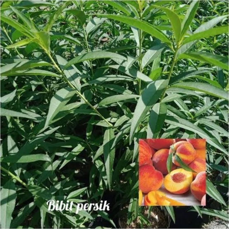 Terlaris Bibit Peach Cepat Berbuah, Buah Persik Segar Dan Sehat