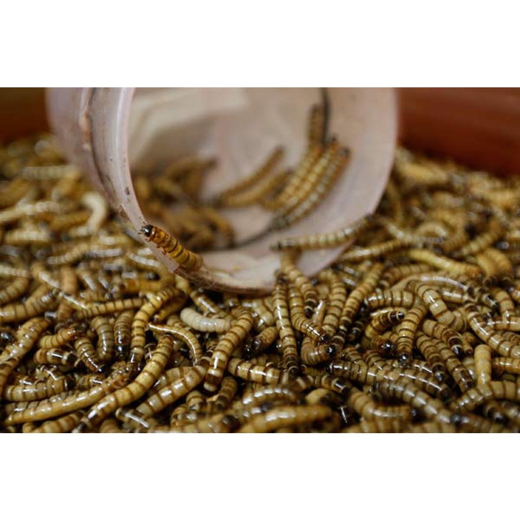 ULAT JERMAN / ULAT GERMAN HIDUP / PAKAN IKAN / PAKAN BURUNG