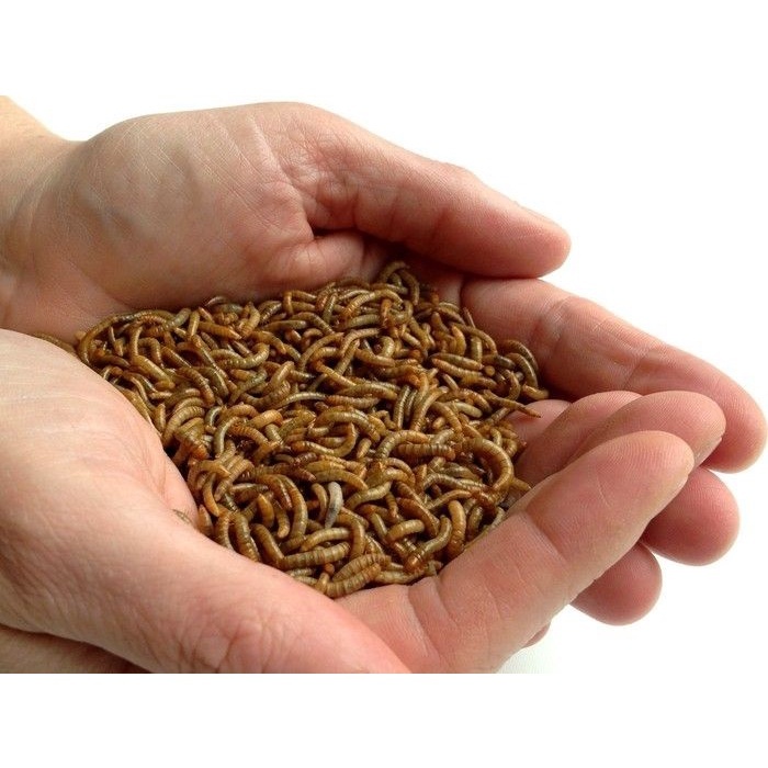 ULAT HONGKONG HIDUP / PAKAN BURUNG / PAKAN IKAN / PAKAN PREDATOR