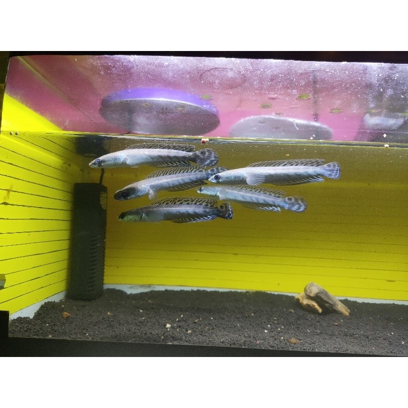 Channa maru batik size baby