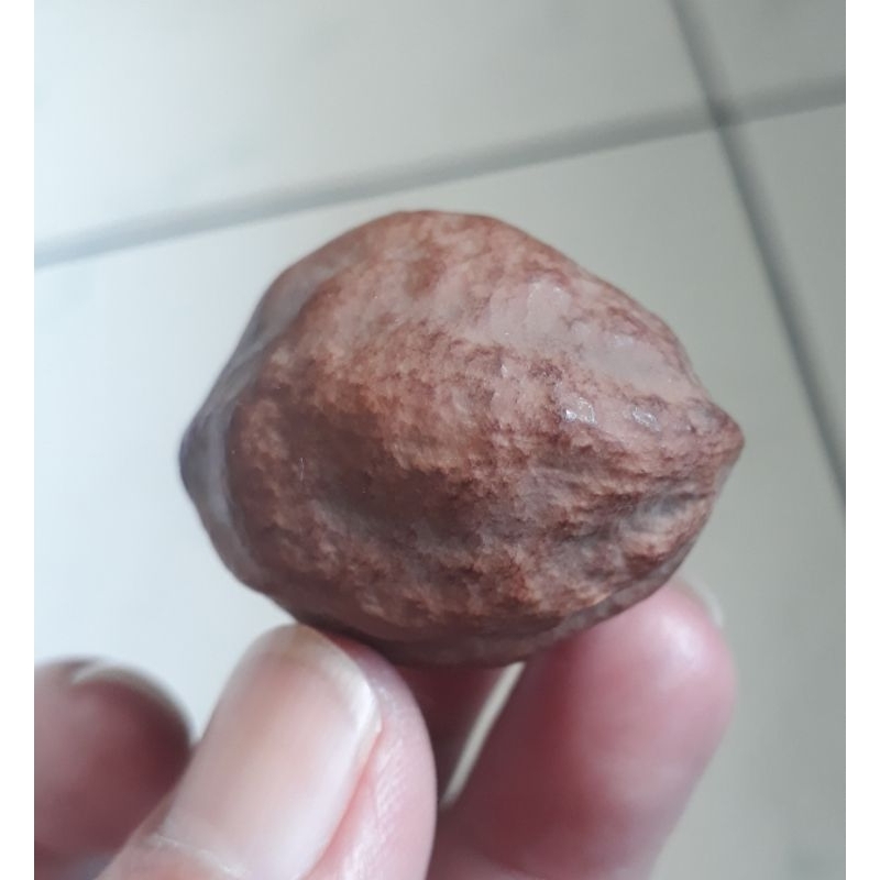 Kemiri Adu Muncang Adu Jalim CP Junior Pasangan Mewah