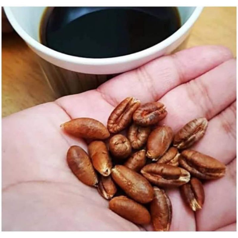 bibit Biji kurma ajwa siap Semai