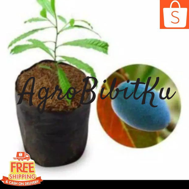 BIBIT JENITRI ATAU GENITRI SUPER UNGGULAN BENIH TANAMAN GENITRI