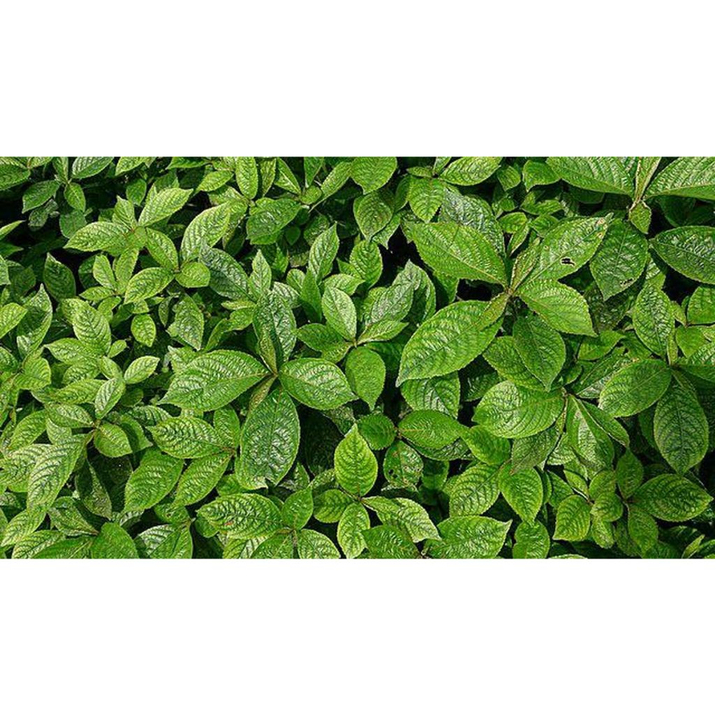 Jamu Infeksi saluran kemih