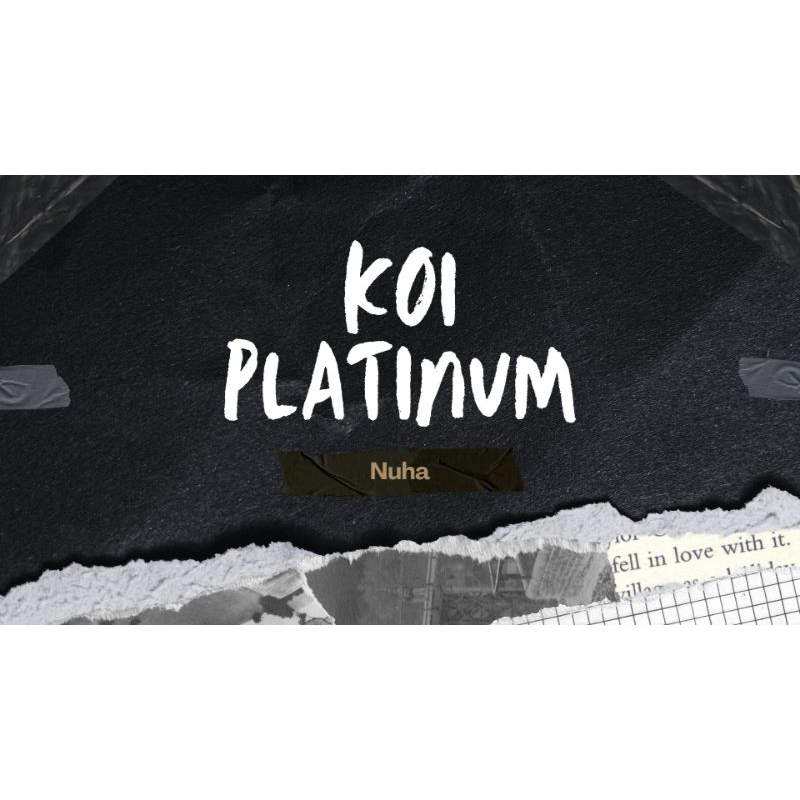 PAKET ikan koi platinum ikan koy murah ikan hias kolam