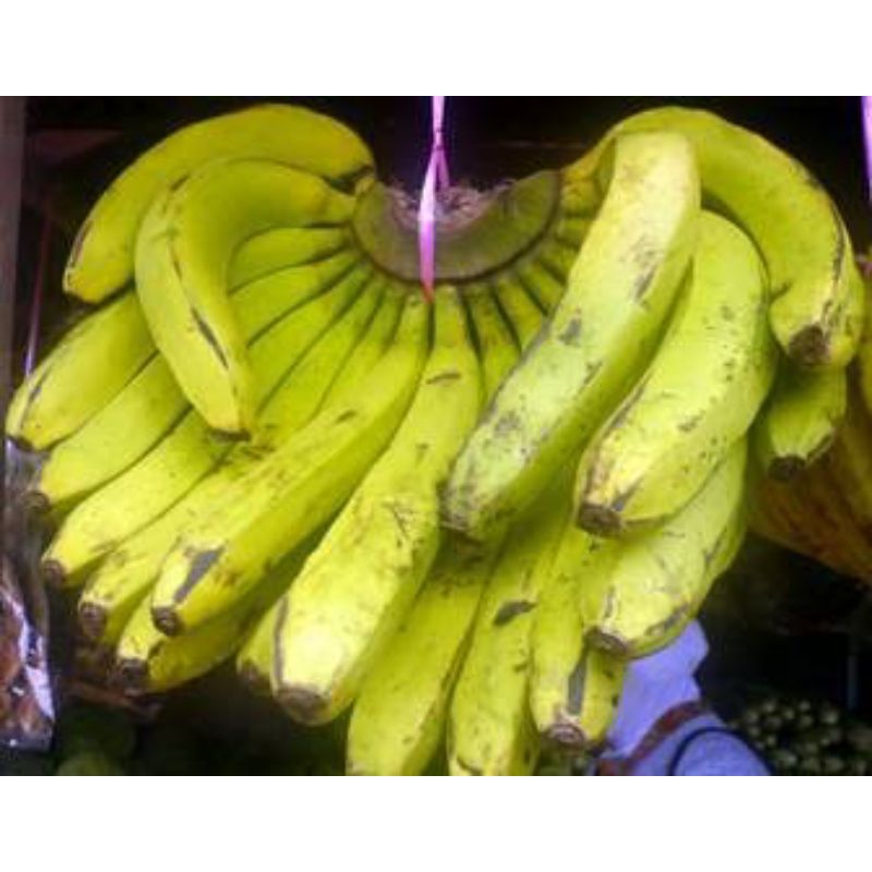 

PISANG BUAI/PISANG NANGKA/PISANG KECIL KUNING/PISANG EMAS/PISANG AMBON/PISANG