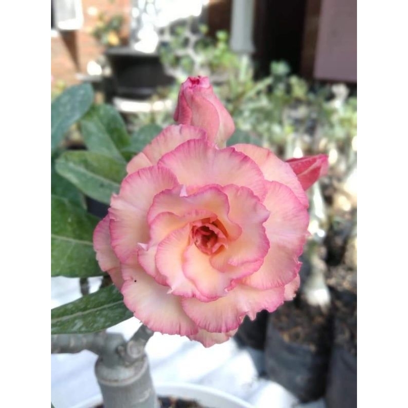 Adenium Grafting "Taurus"
