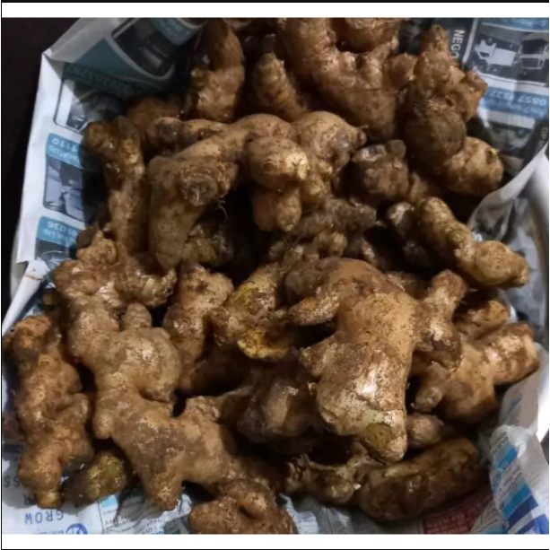 

Jahe Gajah Segar/ Jahe Putih Segar Alami