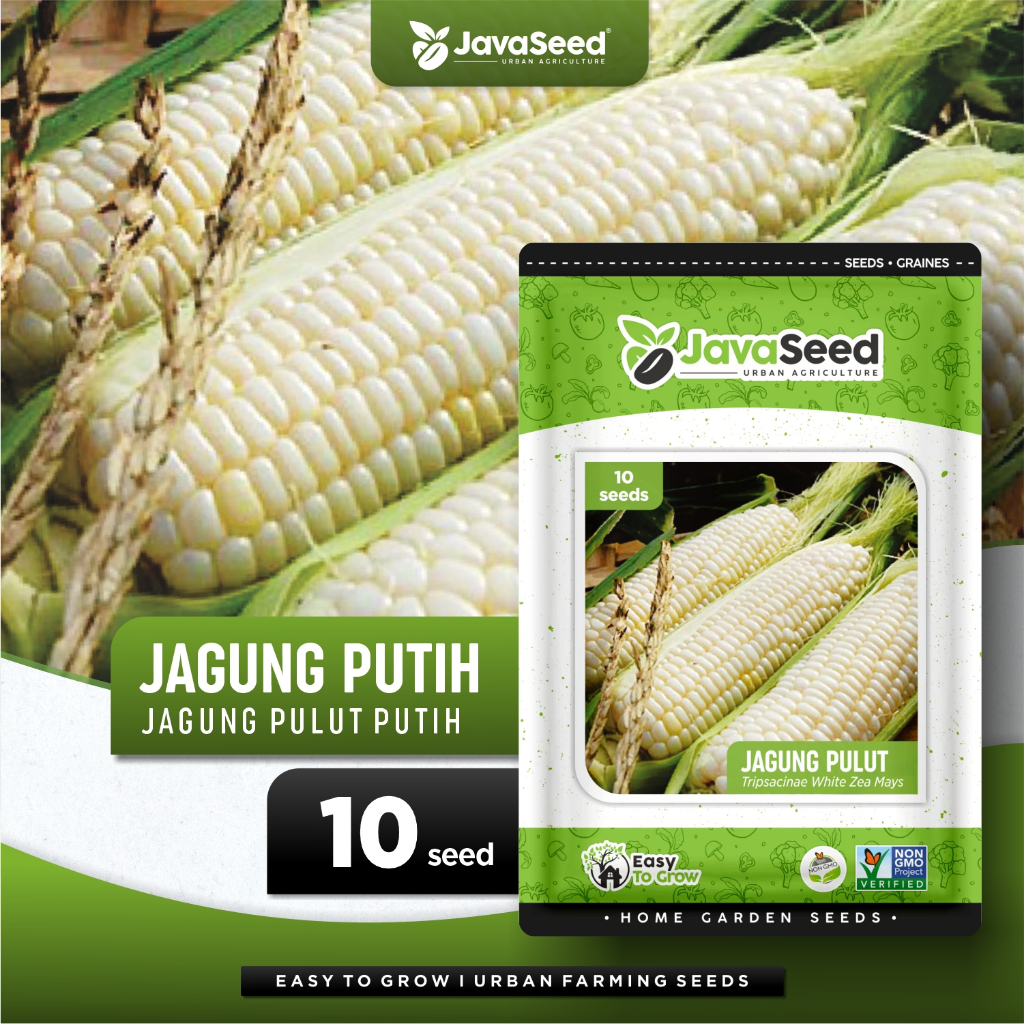 JAVASEED - Benih Jagung Pulut Putih Hibrida White Lorenza 10 Benih