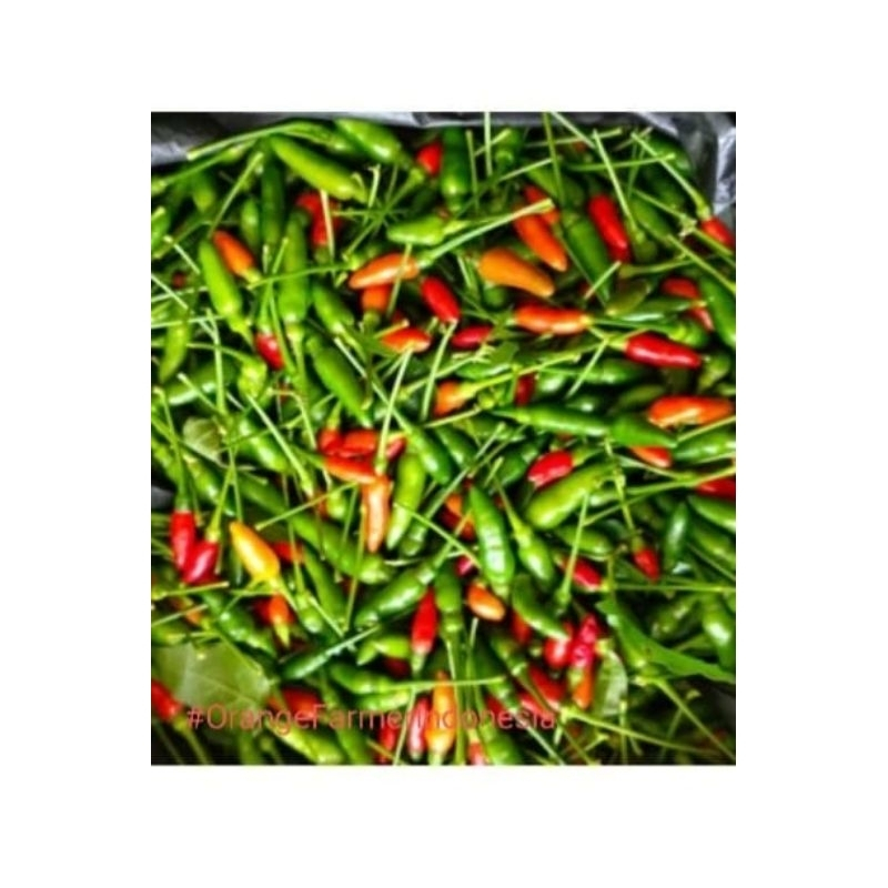 

Cabe Rawit Gunung 1kg Fresh/cabai ijo cengek