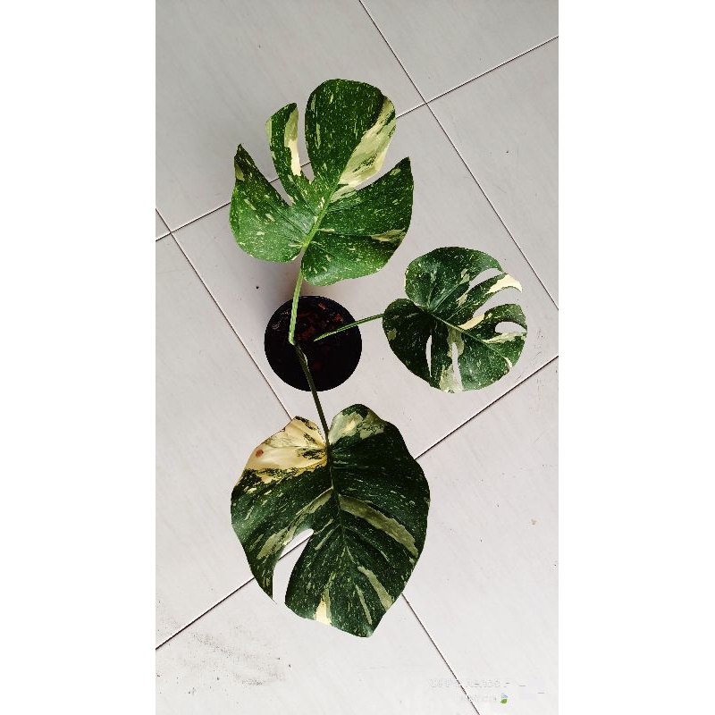 Monstera Thailand / monthai