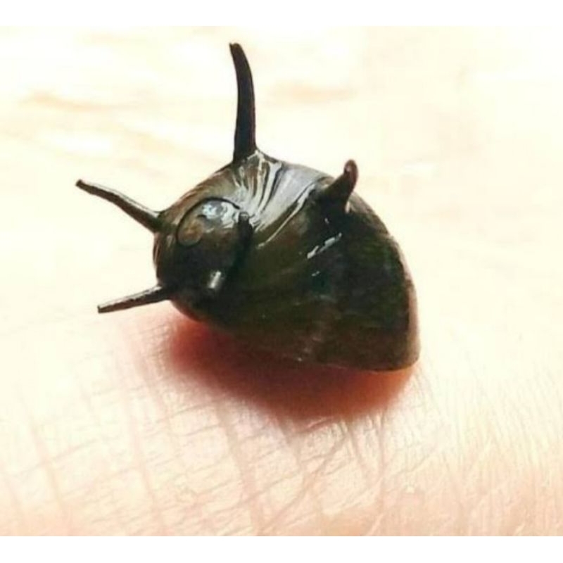 algae eater keong tanduk