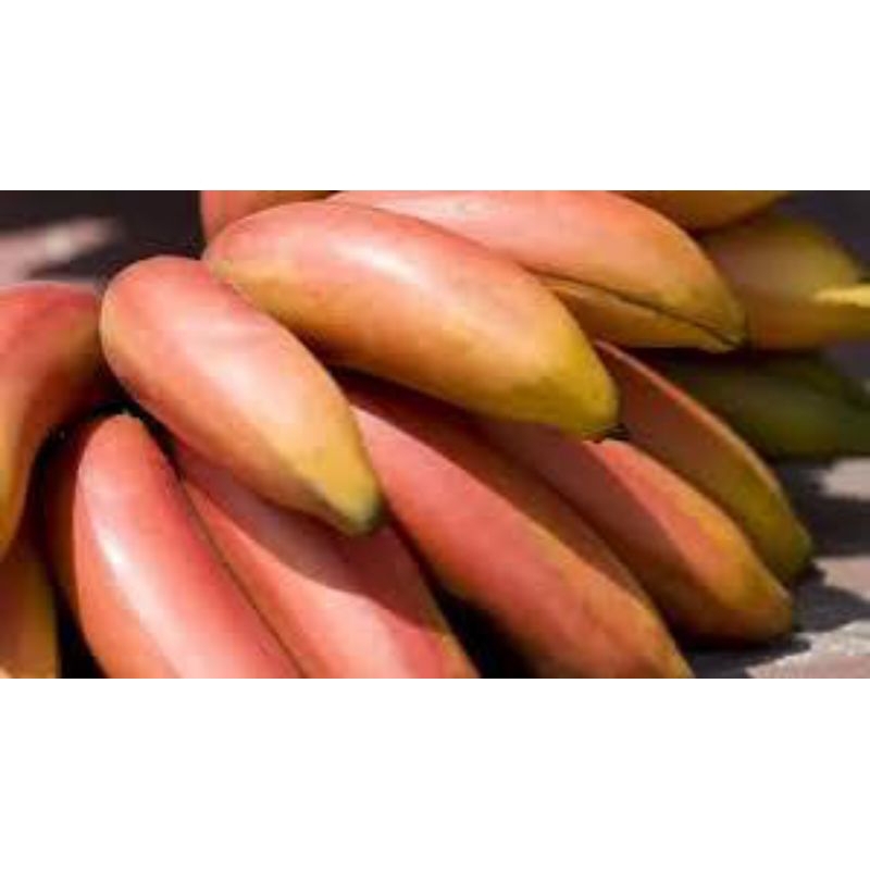

pisang merah 1sisir