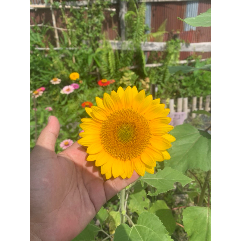 Benih bunga matahari