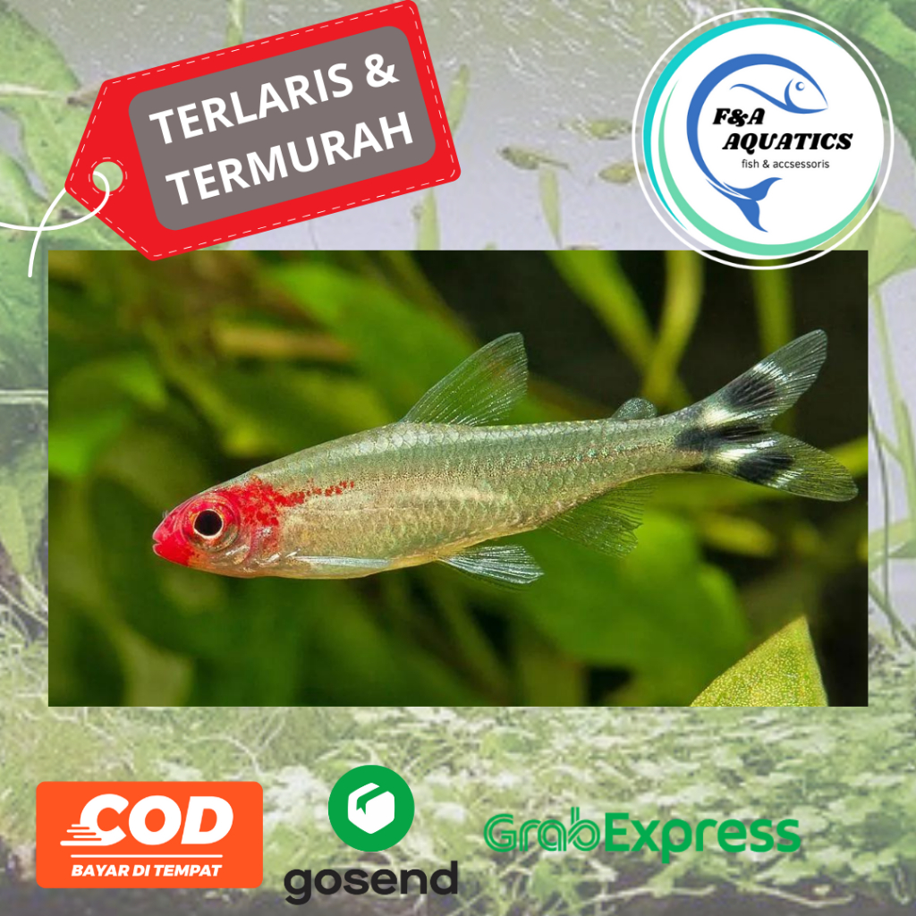 Ikan Hias Rednose Tetra Aquascape - Ikan Hias Aquarium Red Nose - Ikan Hias Rednose Tetra - Ikan Hia