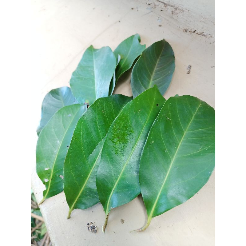 

DAUN SALAM SEGAR BARU PETIK 35lembar