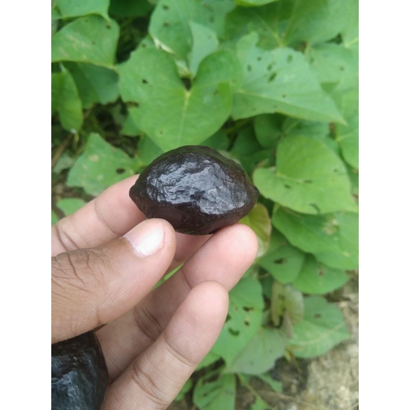 

kemiri jawa pedang ORI 100%