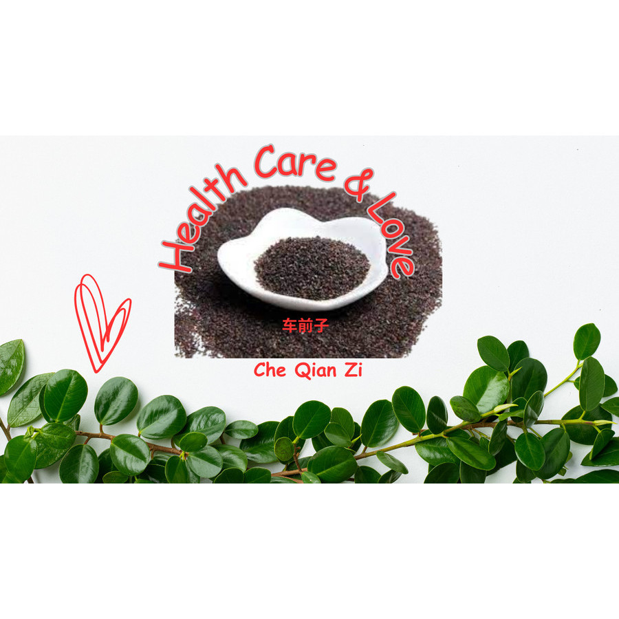 

Che Qian Zi 车前子 Semen Plantaginis Premium Grade 50 Gram