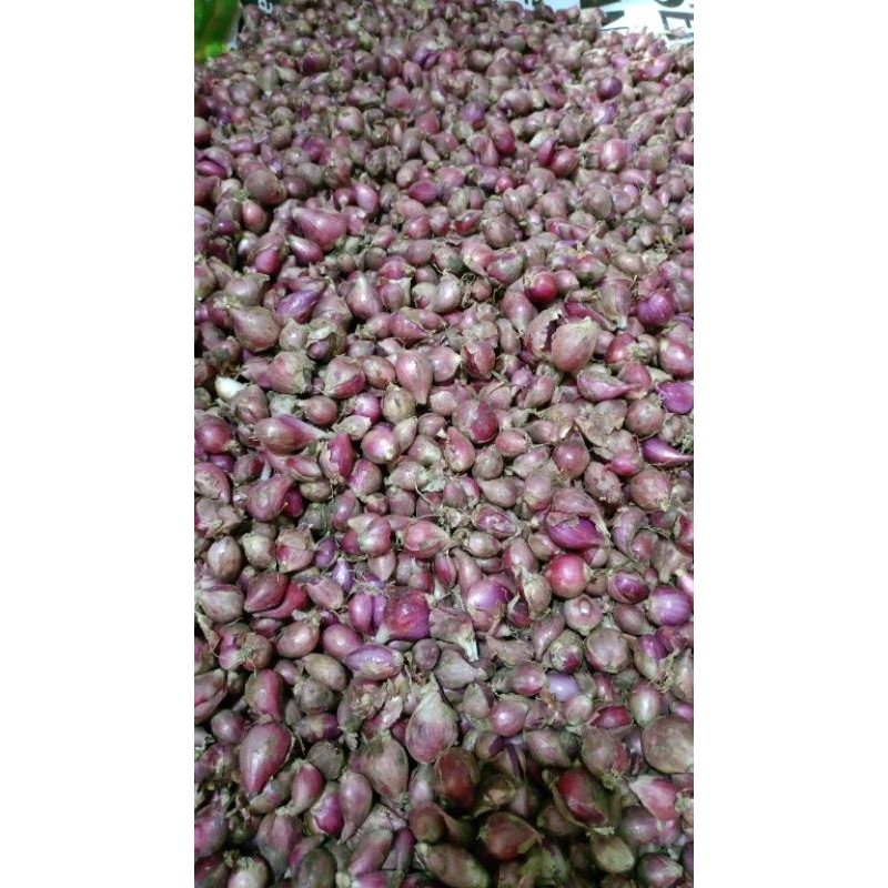 

BAWANG MERAH//BRAMBANG