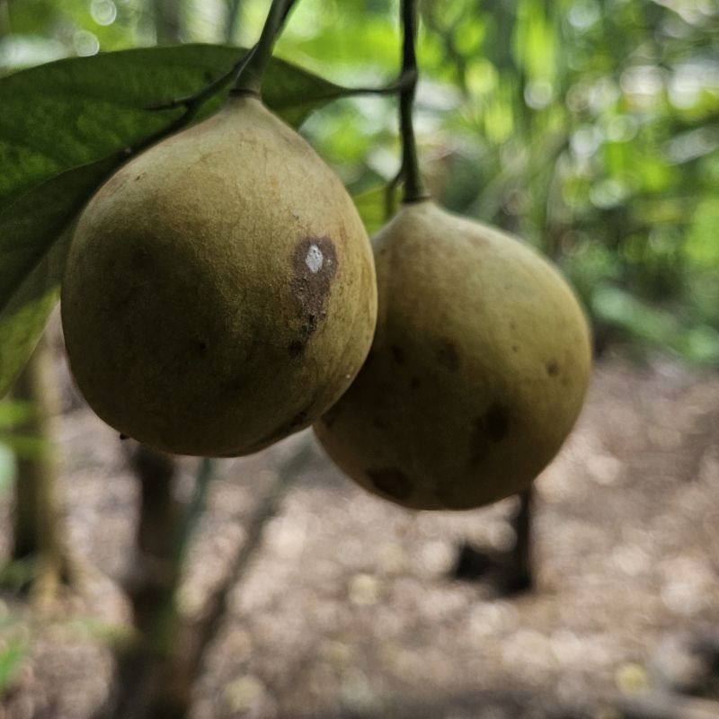 

Buah Pala (biji, kulit, daun, dan buah asli)