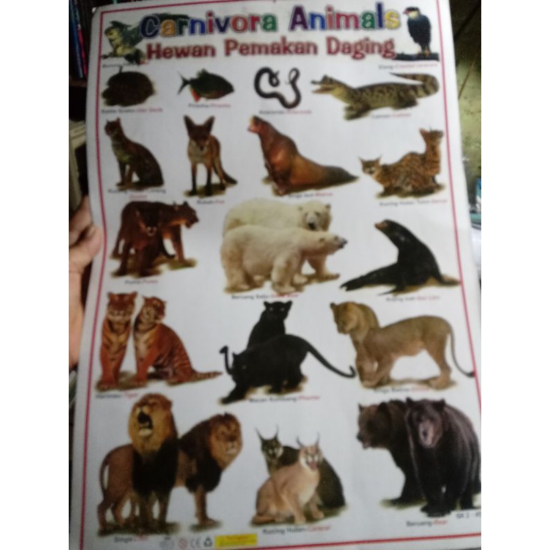 poster edukasi karnivora animals hewan pemakan daging