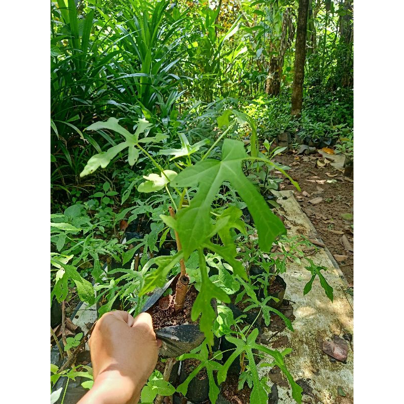 bibit pohon gedi - atau daun kalingsir