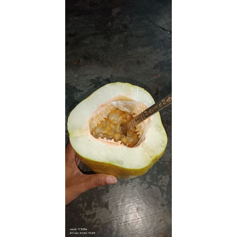 pohon Erbis Markisa jumbo