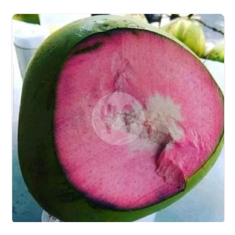 

kelapa ijo segar bungkus