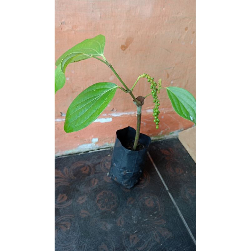 

Lada Perdu Mudah Berbuah