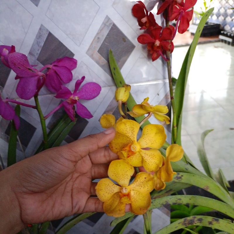 Vanda mokara warna kuning